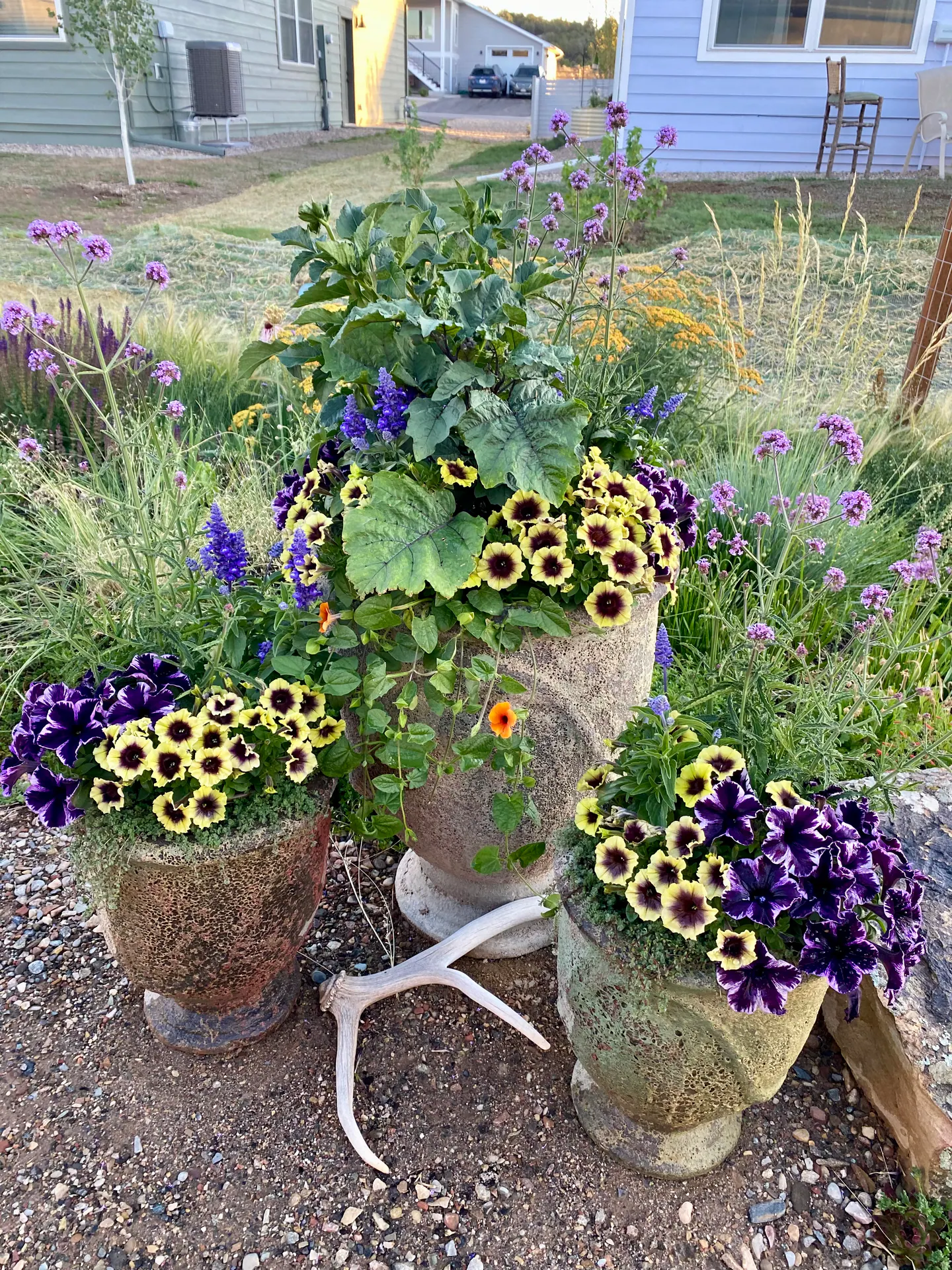 Annual Containers landscape element, image 17 of 22