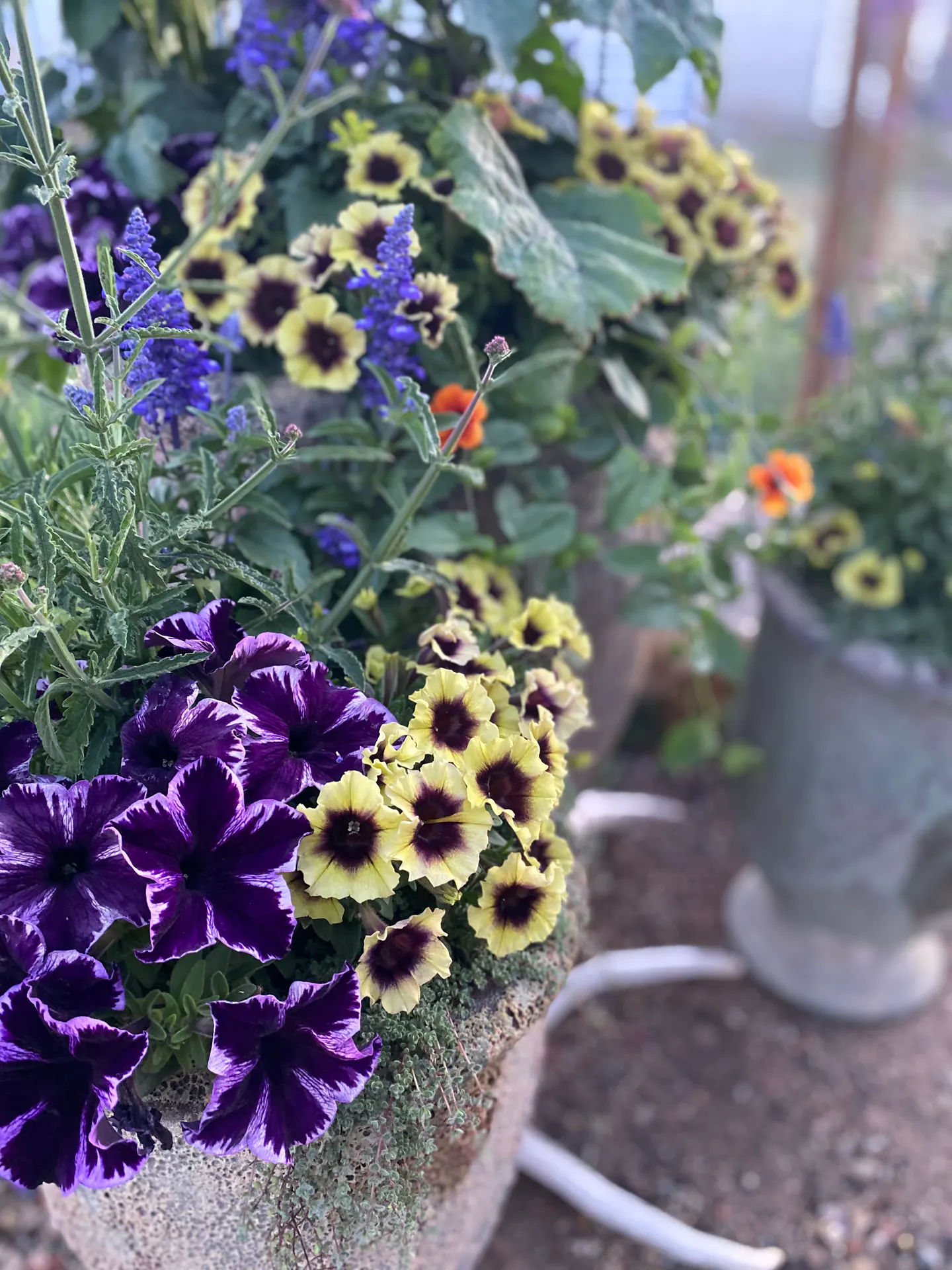 Annual Containers landscape element, image 18 of 22