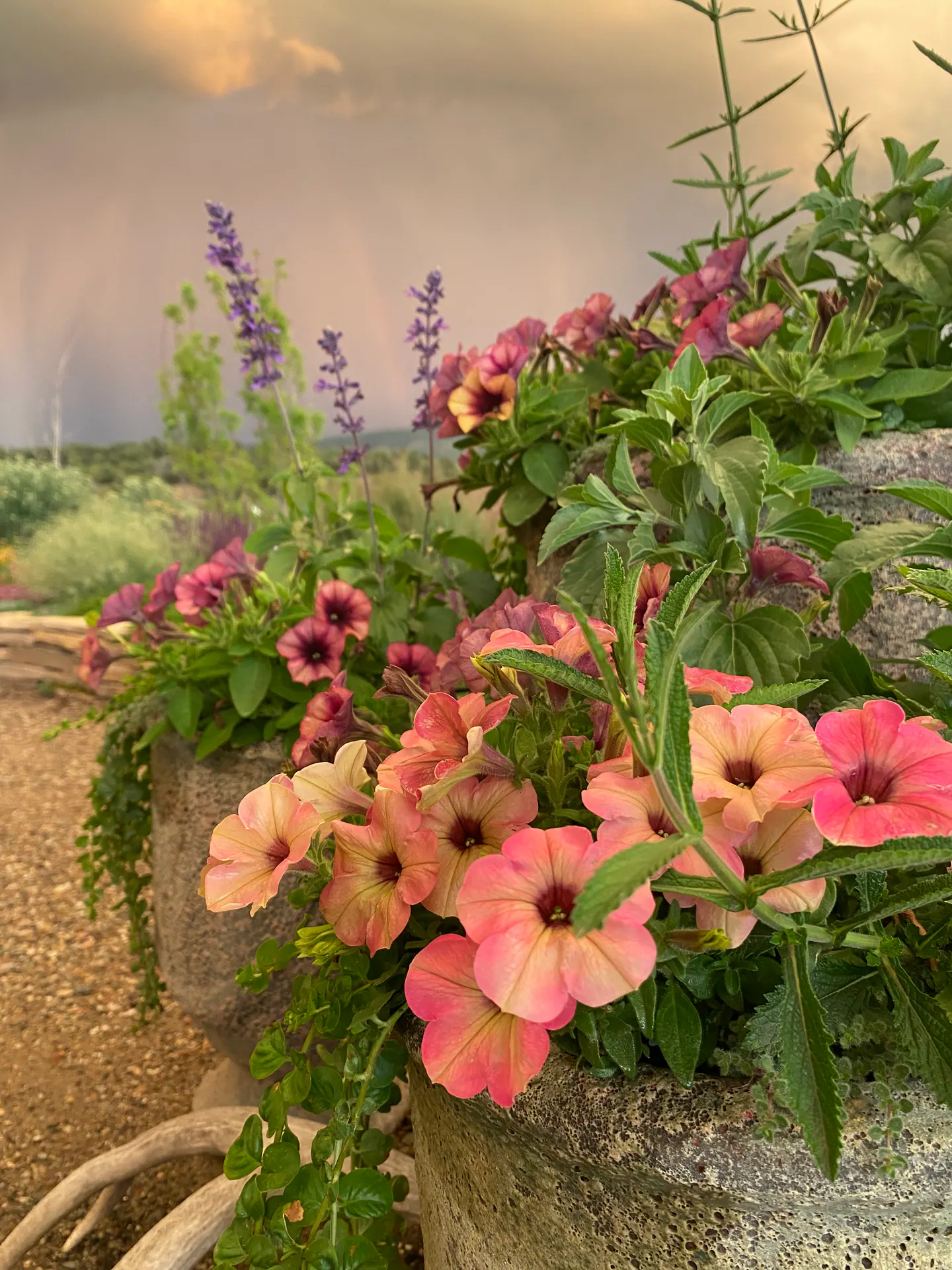 Annual Containers landscape element, image 5 of 22