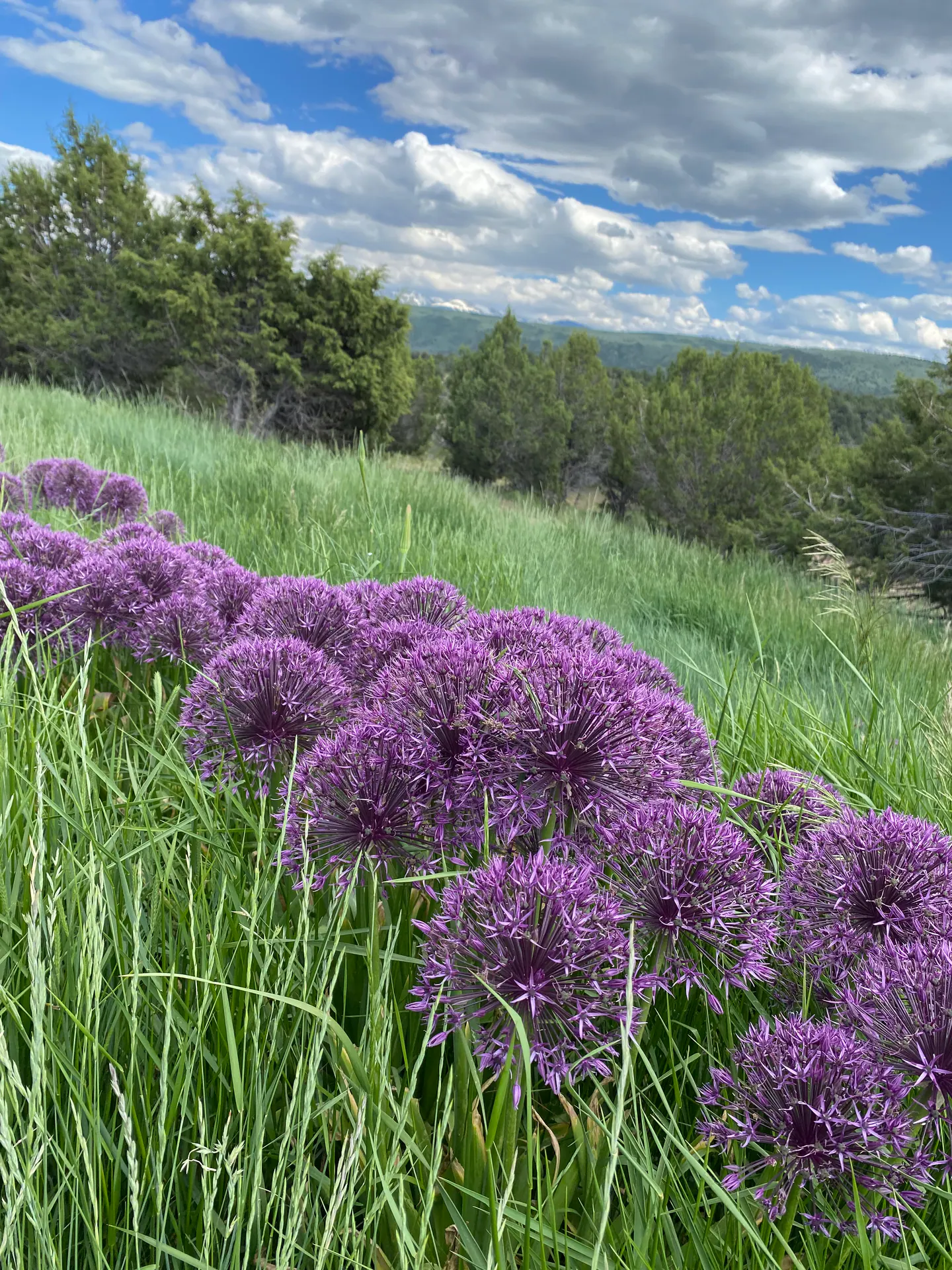 Natural Landscape landscape element, image 13 of 38