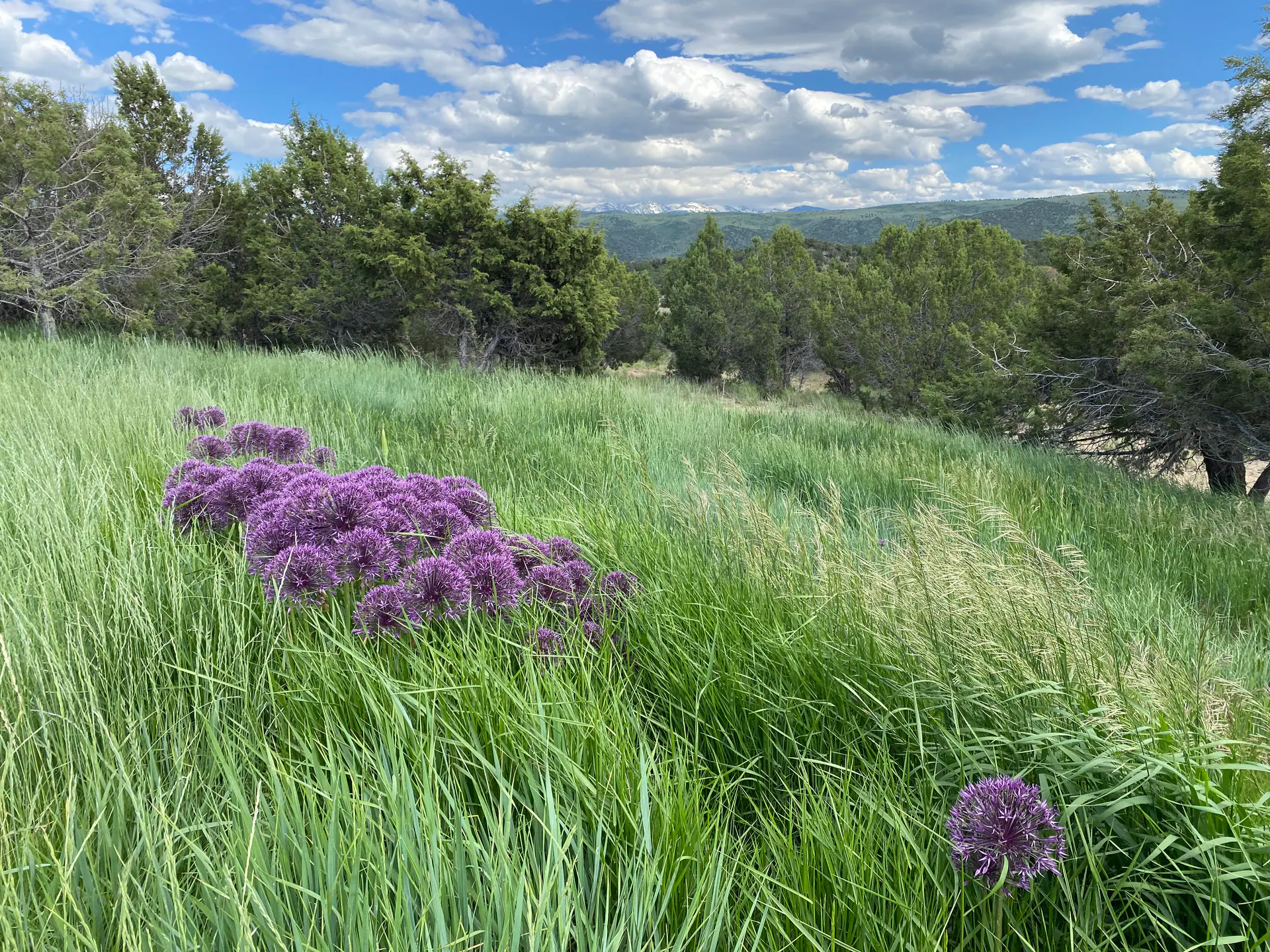 Natural Landscape landscape element, image 5 of 38