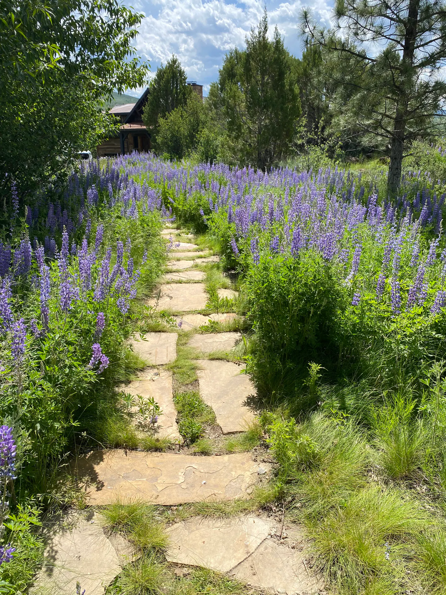 Natural Landscape landscape element, image 23 of 38