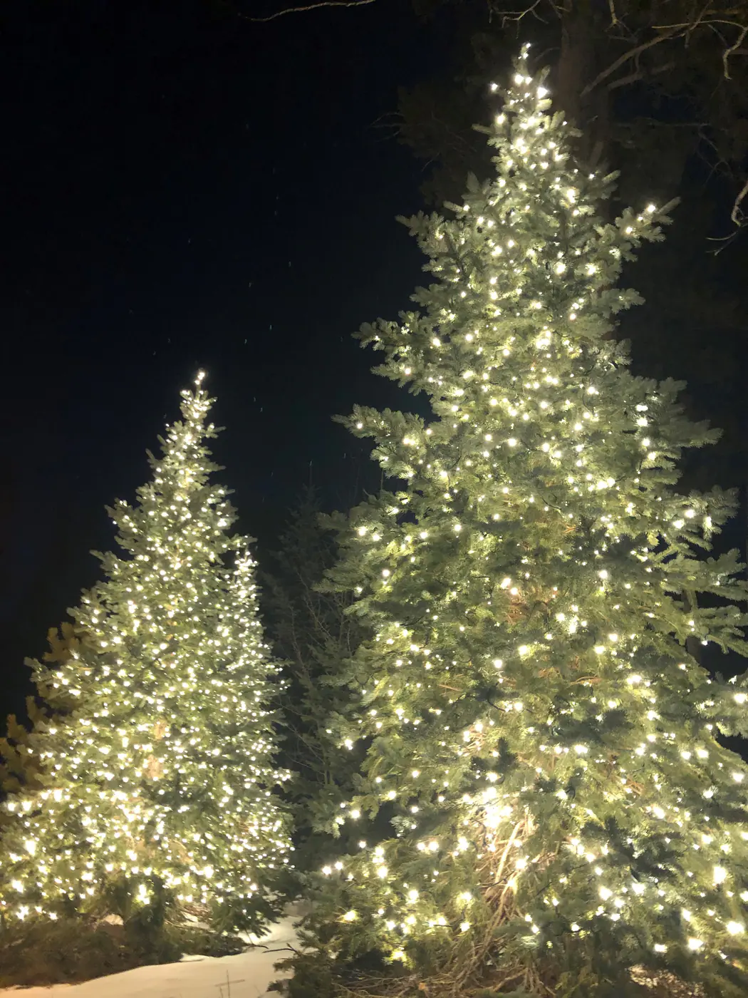 Holiday Décor by Ceres Landcare, image 17 of 24