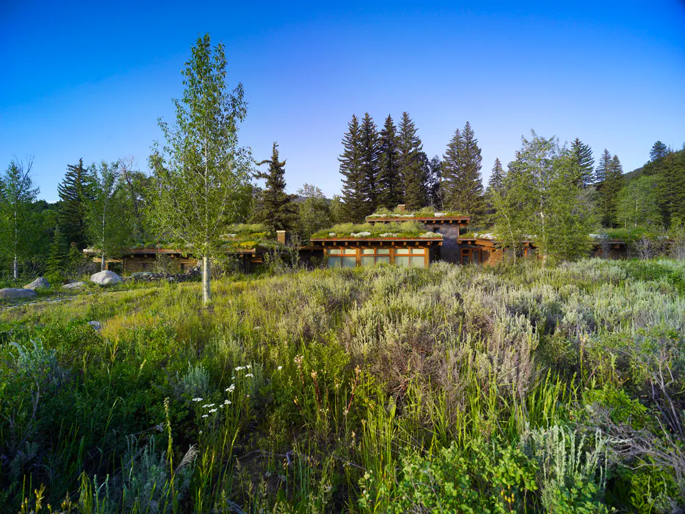 Emergent Meadow — Portfolio, image 1 of 24