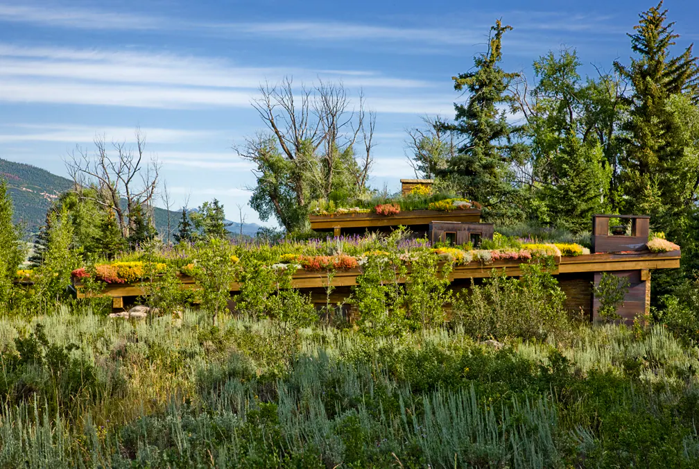 Emergent Meadow — Portfolio, image 13 of 24