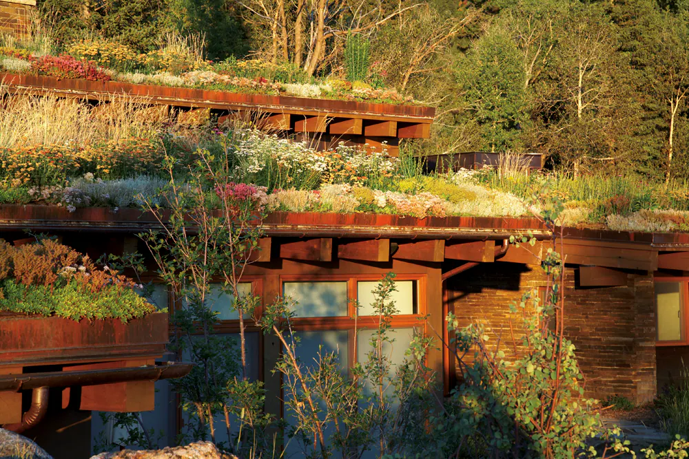 Emergent Meadow — Portfolio, image 19 of 24